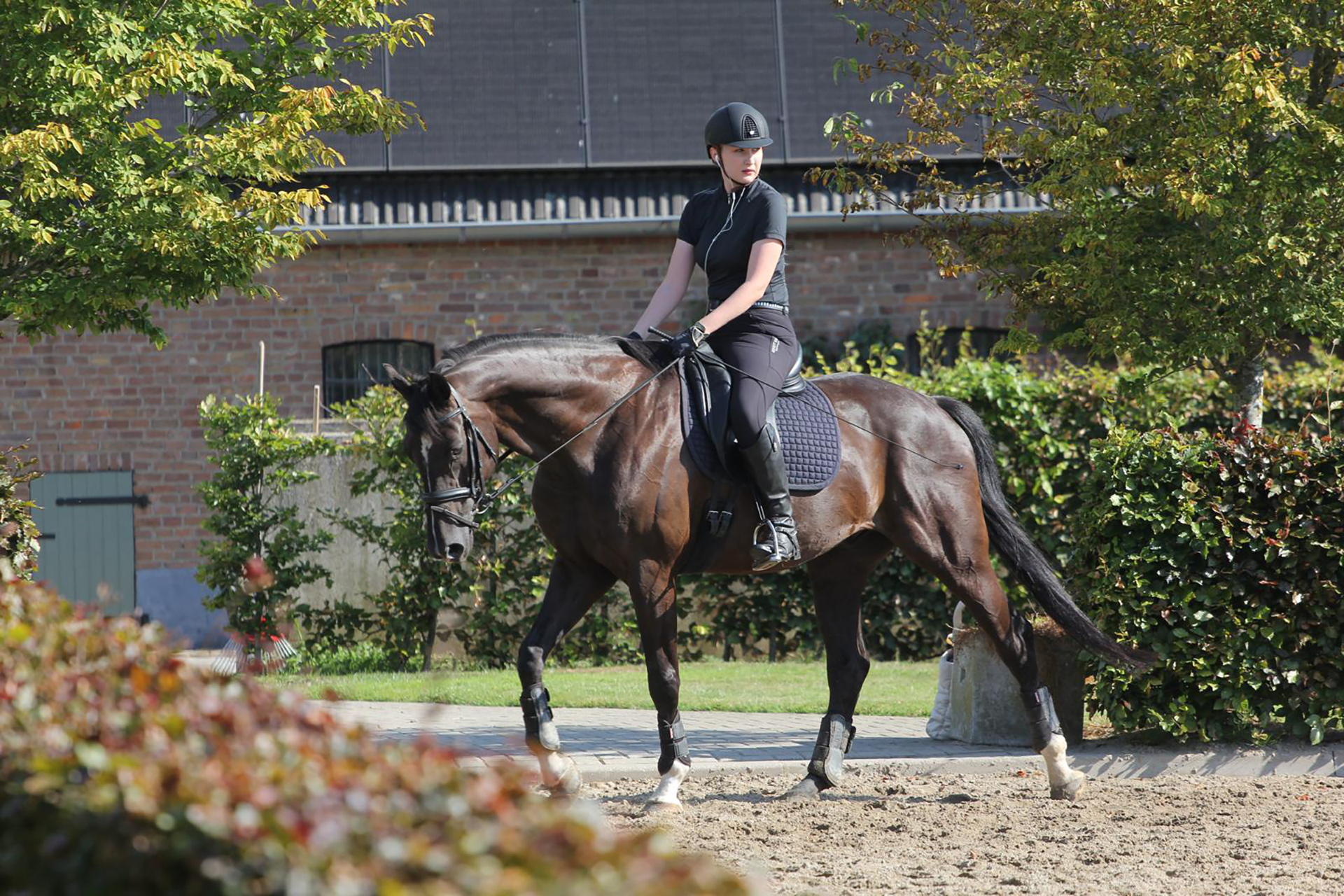 Contact Dressage Trainer